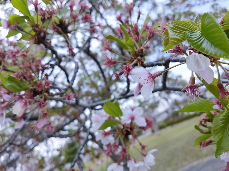 f:id:cherryoulife:20200515044547j:plain f:id:cherryoulife:20200515044547j:plain