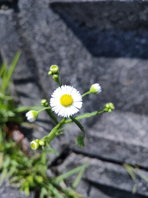 f:id:cherryoulife:20200521045446j:image