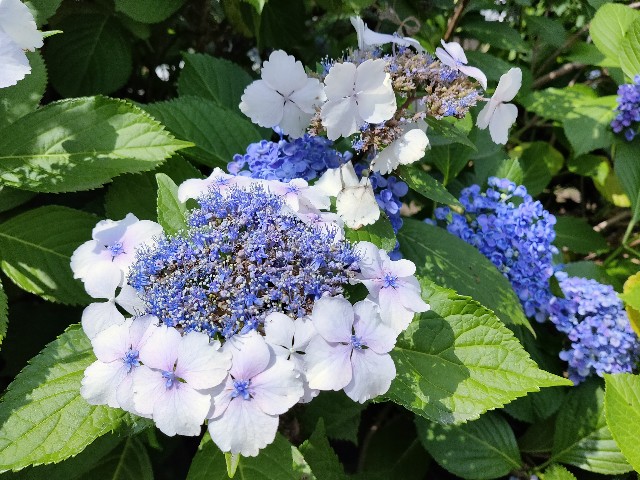 f:id:cherryoulife:20200617200715j:image
