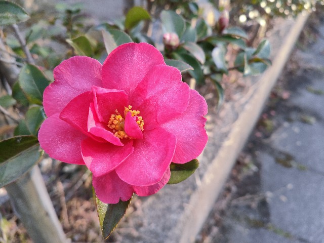 f:id:cherryoulife:20210203222330j:image