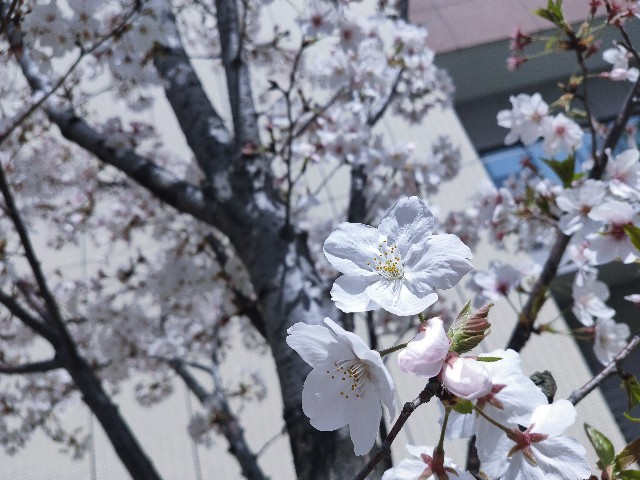 f:id:cherryoulife:20210403001803j:image