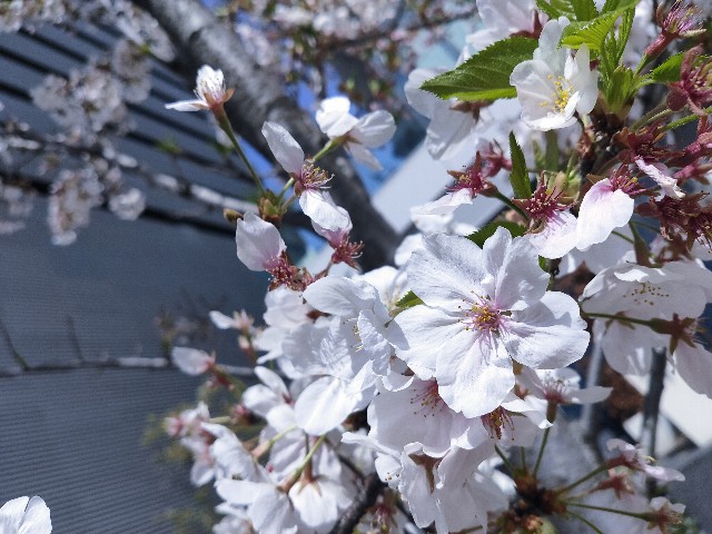 f:id:cherryoulife:20210403001934j:image