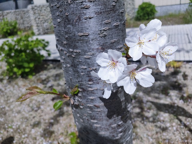 f:id:cherryoulife:20210403002014j:image