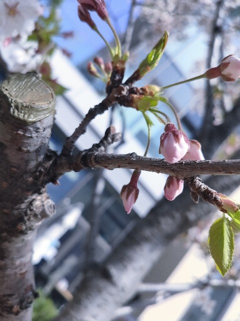 f:id:cherryoulife:20210403002308j:image
