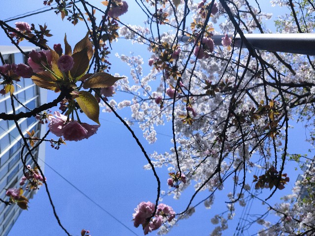 f:id:cherryoulife:20210406220245j:image