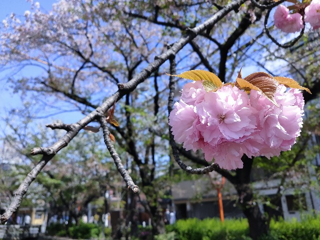 f:id:cherryoulife:20210406220322j:image