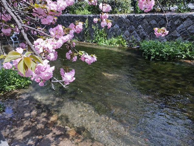 f:id:cherryoulife:20210406220534j:image