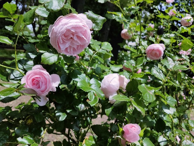 f:id:cherryoulife:20210514225625j:image