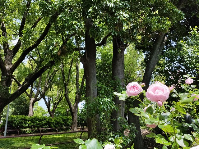 f:id:cherryoulife:20210514225658j:image