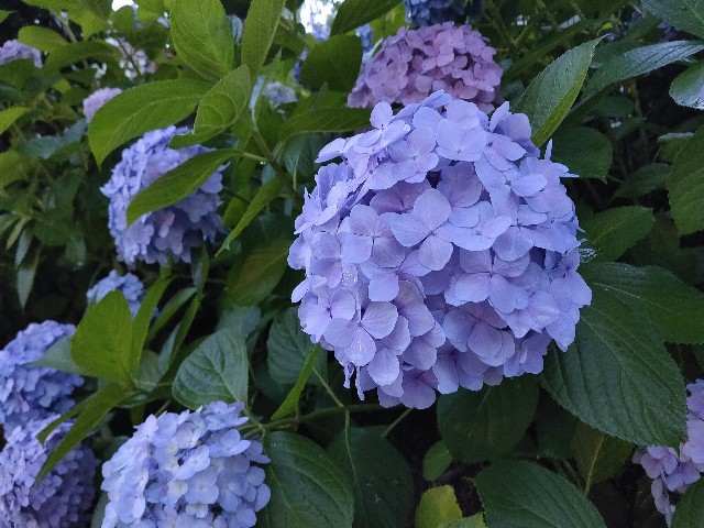 f:id:cherryoulife:20210623012737j:image
