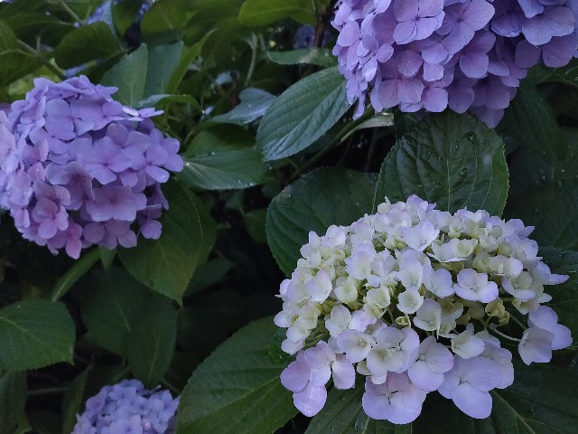 f:id:cherryoulife:20210623013227j:image