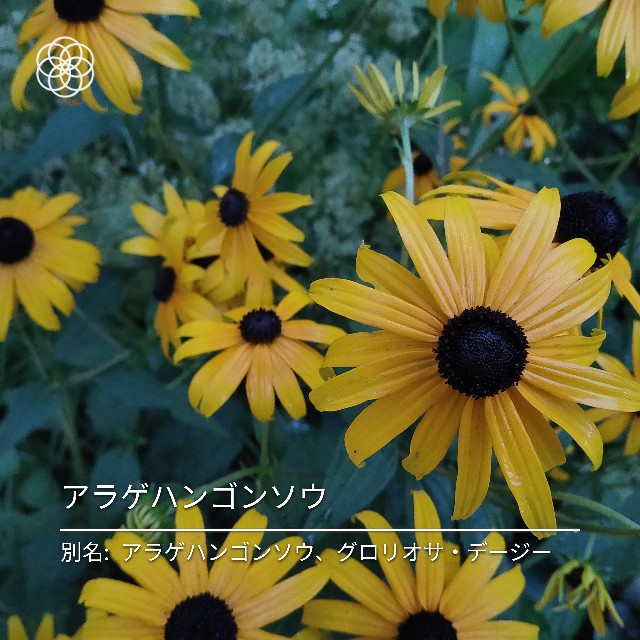 f:id:cherryoulife:20210623013450j:image