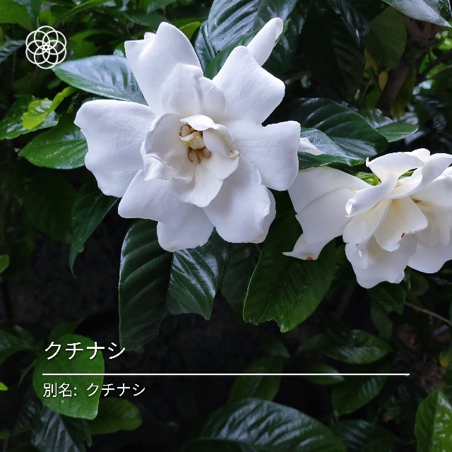 f:id:cherryoulife:20210623020447j:image