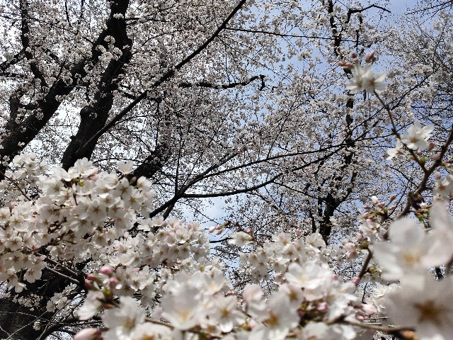 f:id:cherryoulife:20220330141614j:image