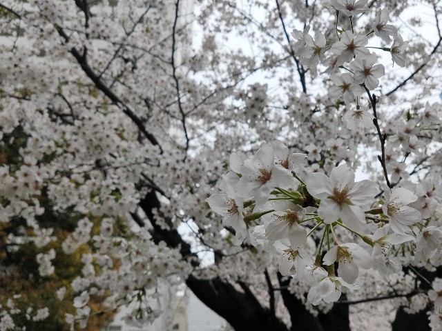 f:id:cherryoulife:20220330143656j:image