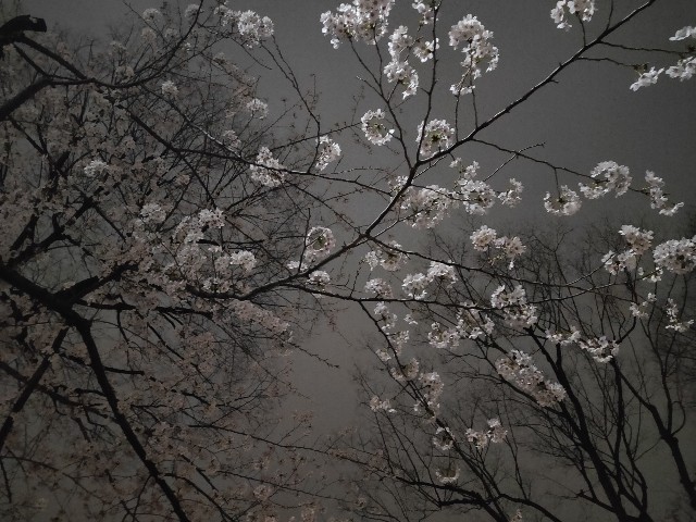 f:id:cherryoulife:20220330143809j:image