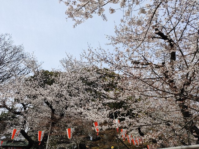 f:id:cherryoulife:20220403130647j:image