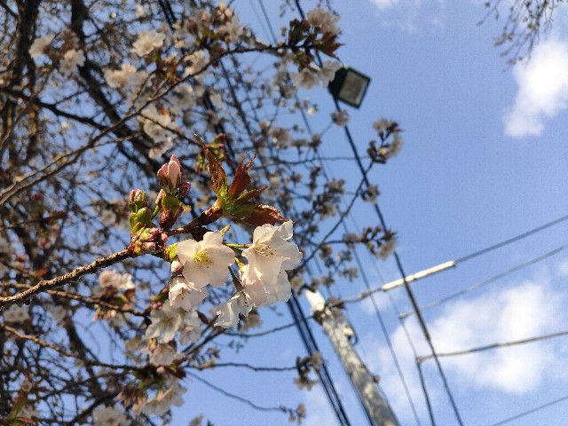 f:id:cherryoulife:20220405224617j:image
