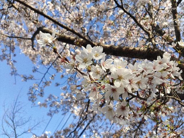 f:id:cherryoulife:20220405224722j:image