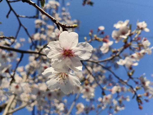 f:id:cherryoulife:20220405224802j:image