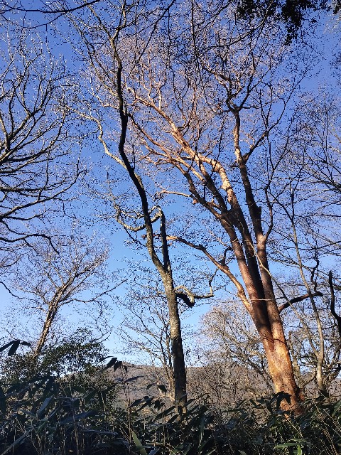 f:id:cherryoulife:20221214001021j:image