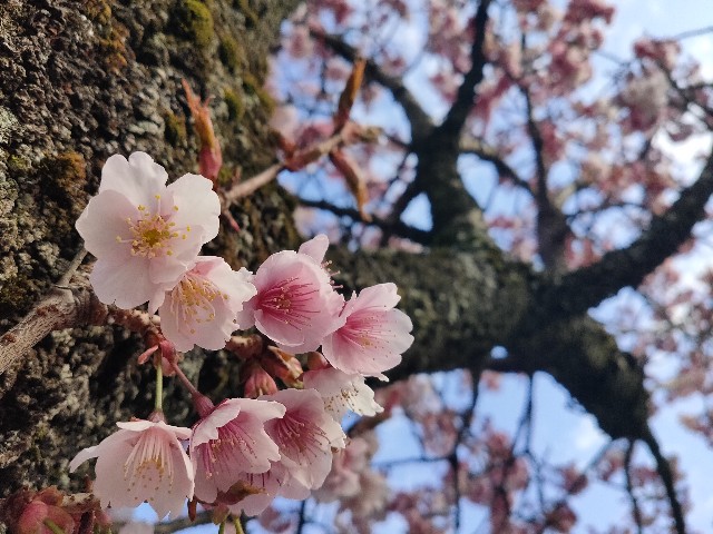 f:id:cherryoulife:20230219195815j:image