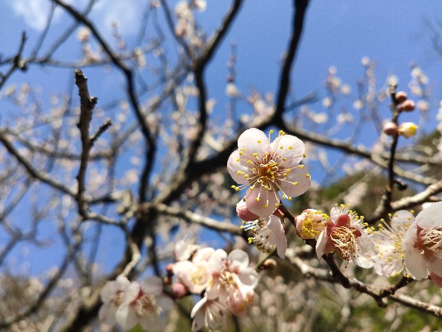 f:id:cherryoulife:20230219200226j:image