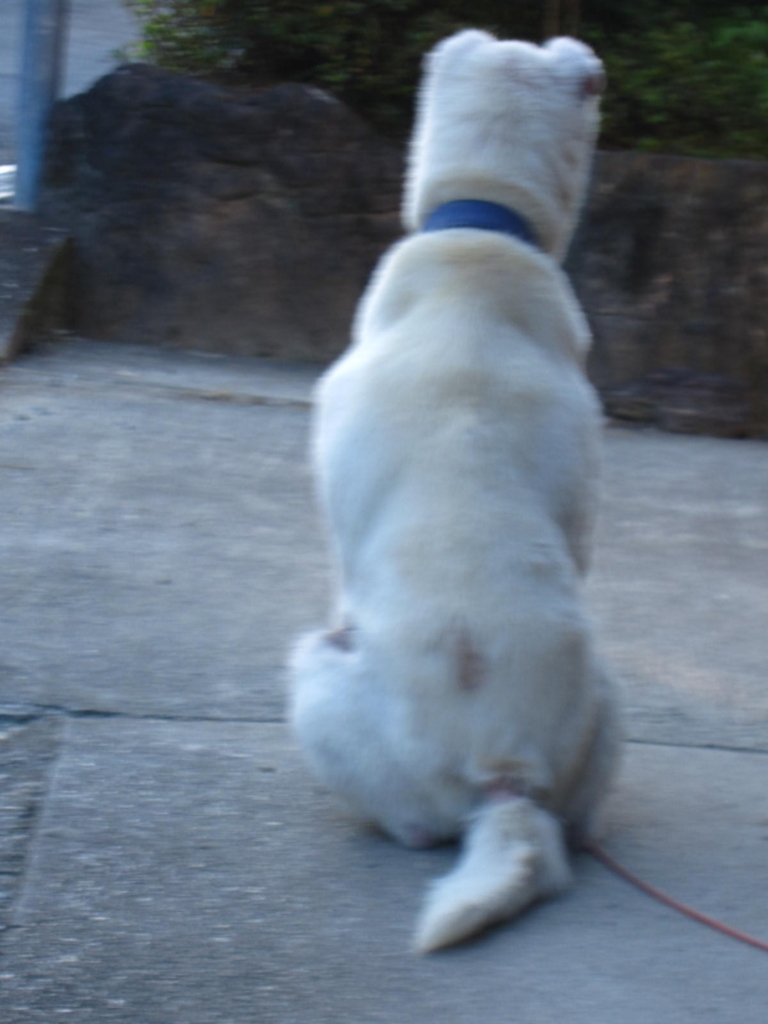 f:id:cherusi-kitchen:20161024220540j:plain