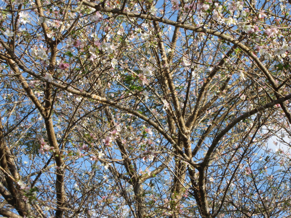 f:id:cherusi-kitchen:20161027193603j:plain f:id:cherusi-kitchen:20161027193603j:plain