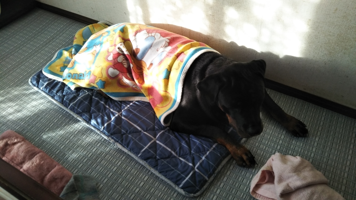 f:id:cherusi-kitchen:20201213214846j:plain