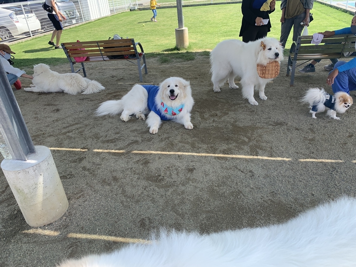 f:id:cherusi-kitchen:20210605012305j:plain