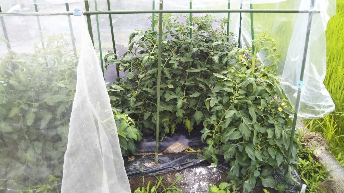 f:id:cherusi-kitchen:20210708103304j:plain