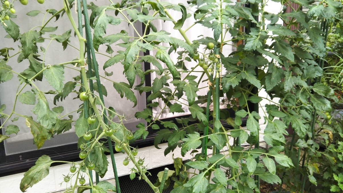 f:id:cherusi-kitchen:20210708105059j:plain