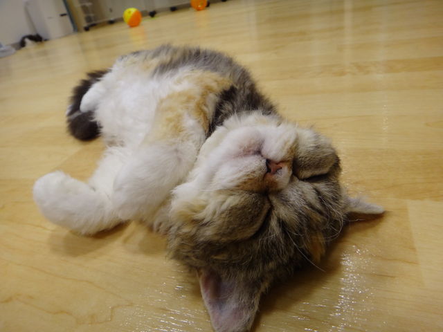 フォト