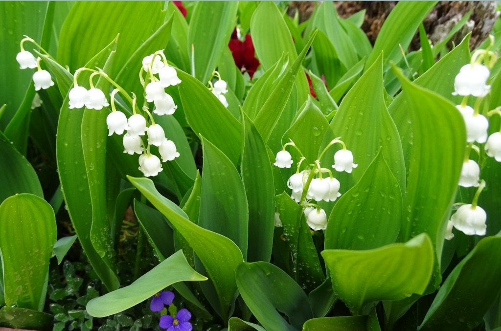 f:id:chezmizuka:20180507220215j:plain f:id:chezmizuka:20180507220215j:plain