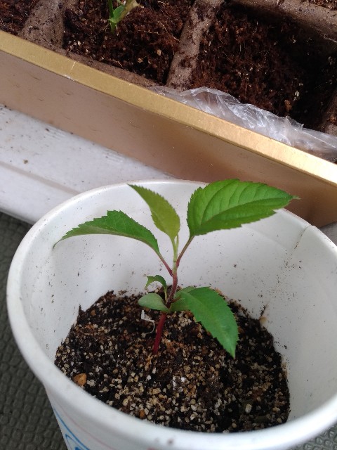 アメリカンチェリー 遊遊時々農業