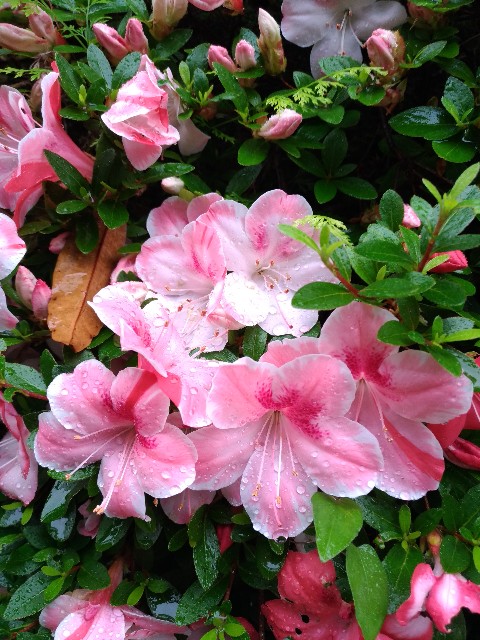 f:id:chi-45:20210608080959j:image