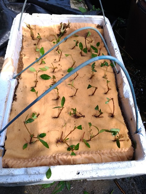 f:id:chi-45:20210608081408j:image