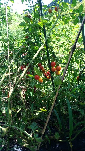 f:id:chi-45:20210720101335j:image