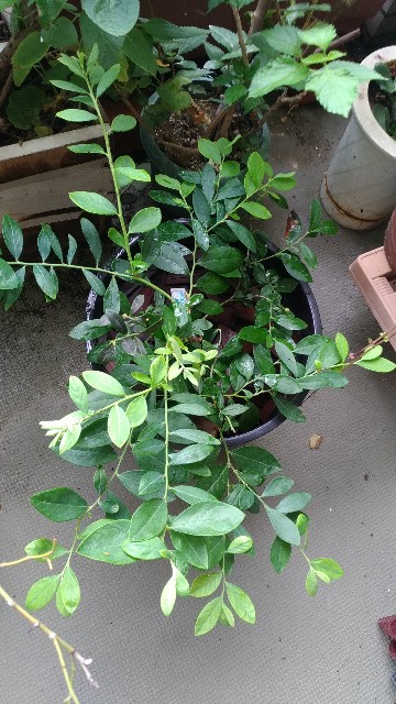 f:id:chi-45:20210819161951j:image