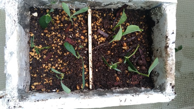 f:id:chi-45:20210819162226j:image