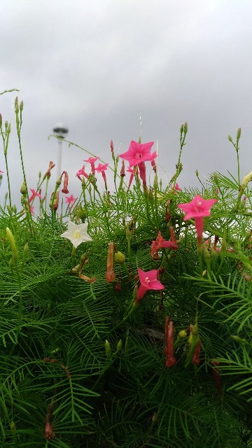 f:id:chi-45:20210904101002j:image