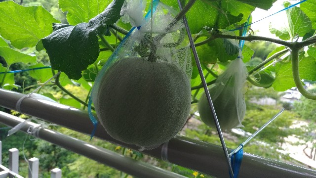 ベランダでメロン栽培 遊遊時々農業
