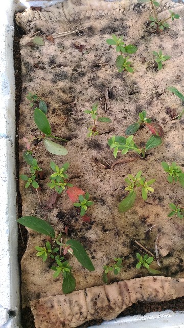 f:id:chi-45:20210923123341j:image