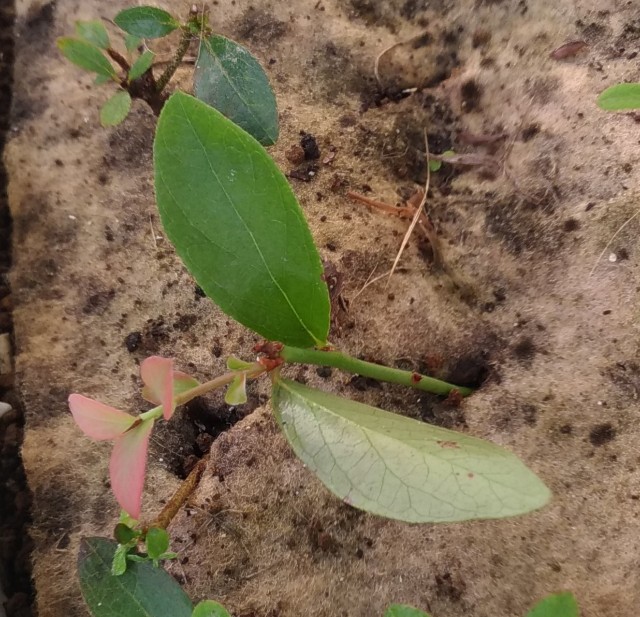 f:id:chi-45:20210923184410j:image