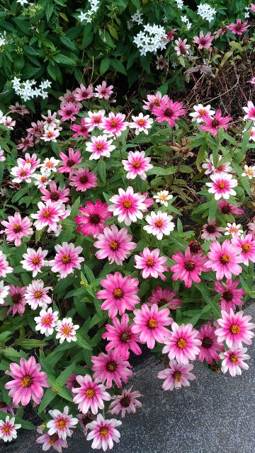 f:id:chi-45:20211017145852j:image