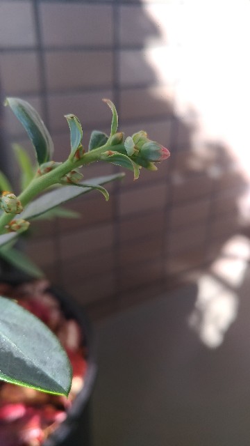 f:id:chi-45:20211112122658j:image