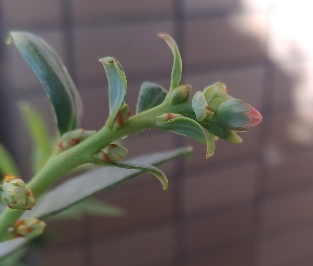 f:id:chi-45:20211112122951j:image