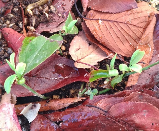 f:id:chi-45:20211112123313j:image