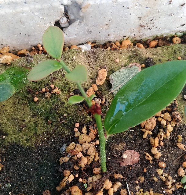 f:id:chi-45:20211112124233j:image